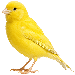 Domestic Canary